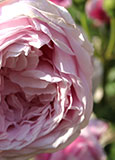 Rosier